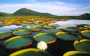 pantanal-matogrossense-brasil